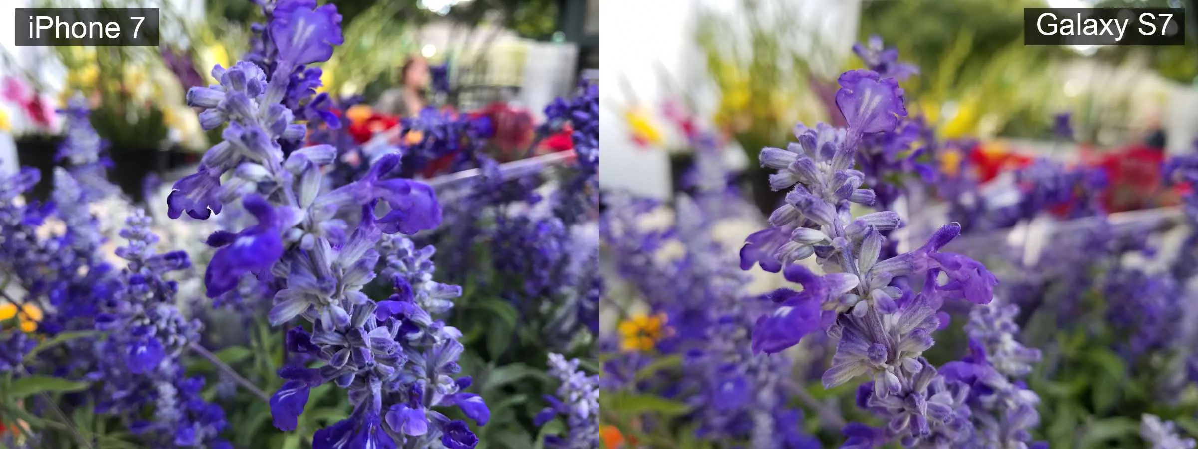 Camera của iPhone 7 không bằng Samsung Galaxy S7