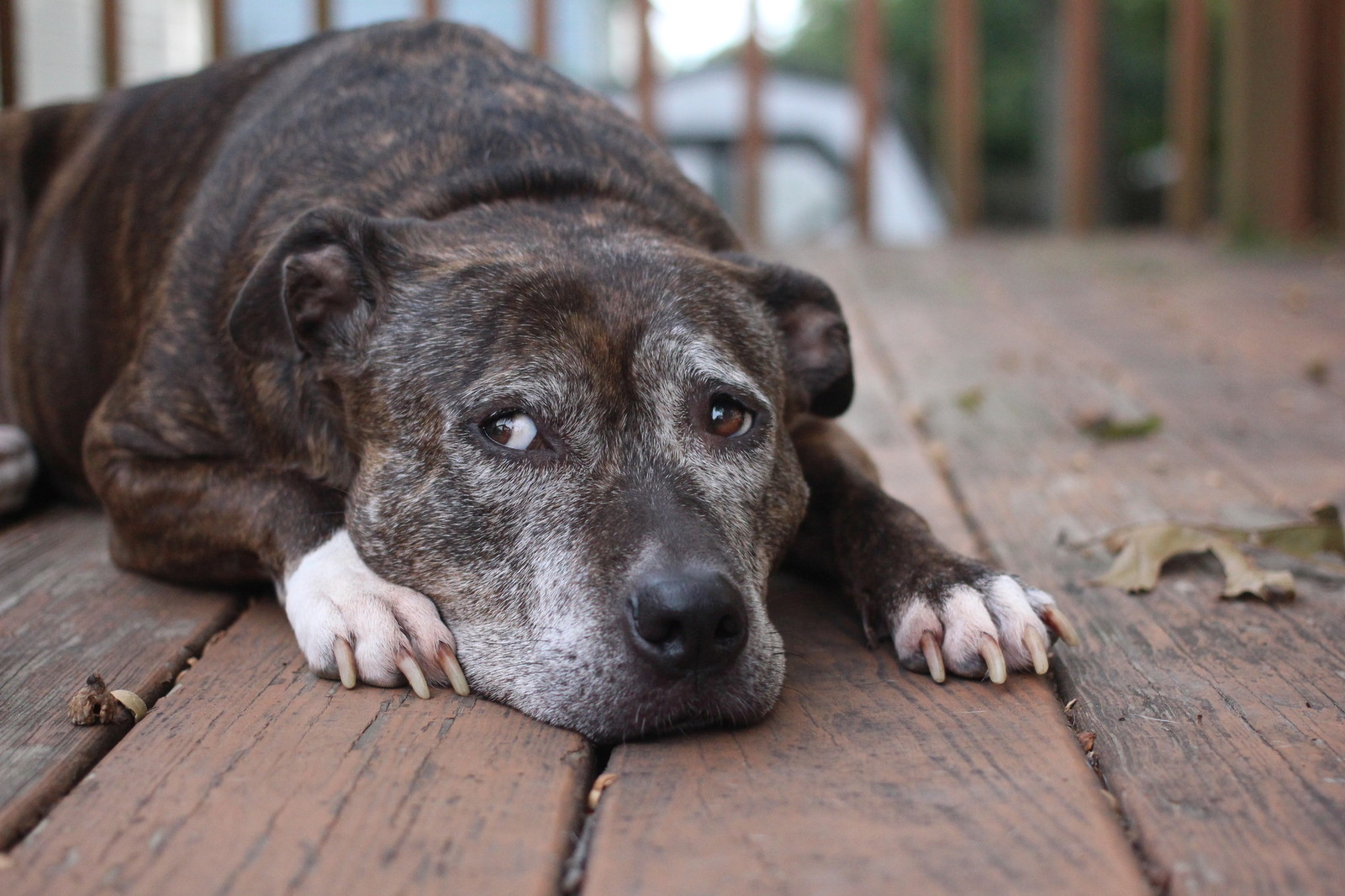 dslr-outdoors-pets[1]