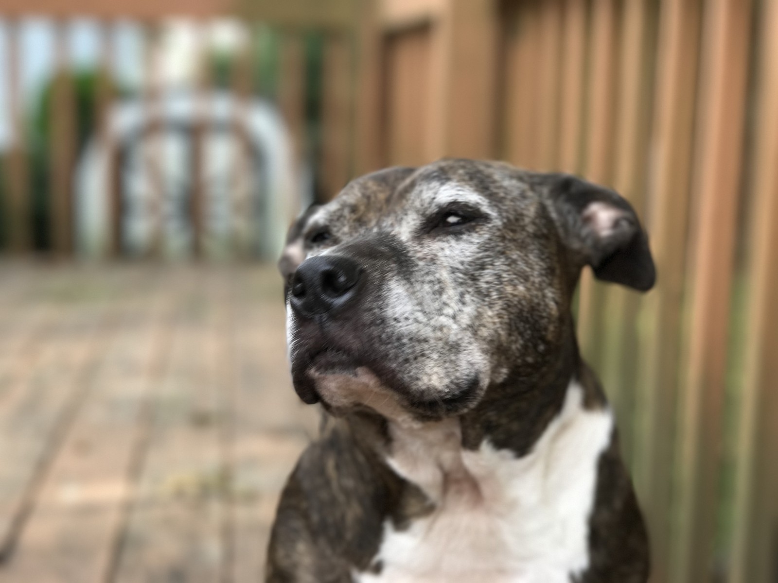 iphone-7-plus-dof-outdoors-pets-close[1]