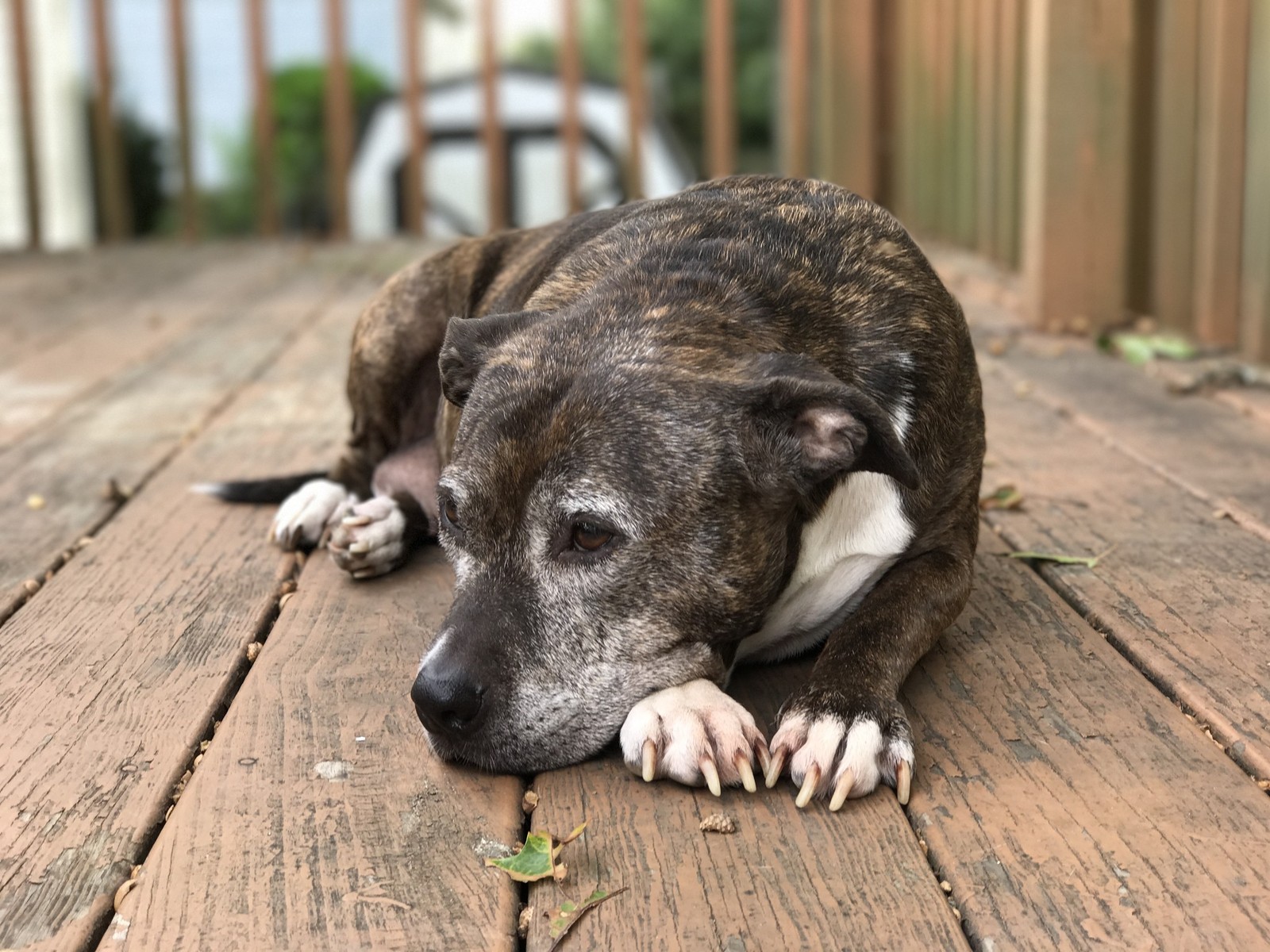 iphone-7-plus-dof-outdoors-pets[1]