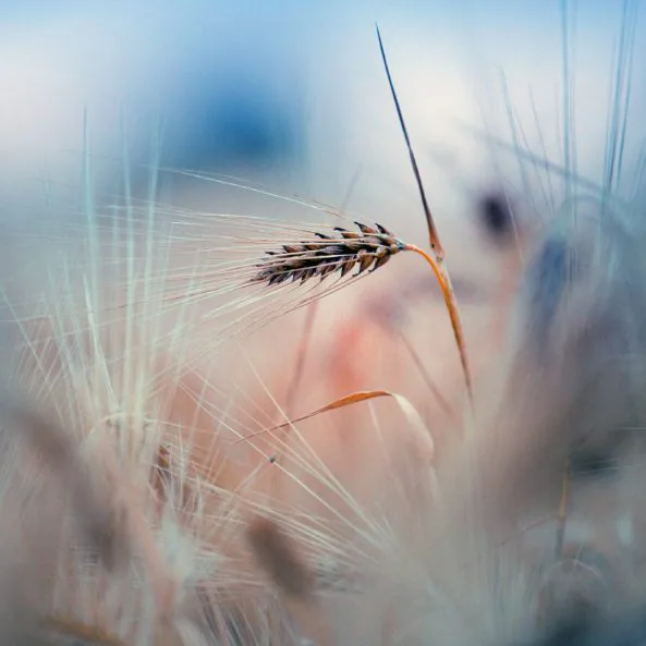 Mời tải về bộ ảnh nền chủ đề Bokeh cho iPhone, iPad