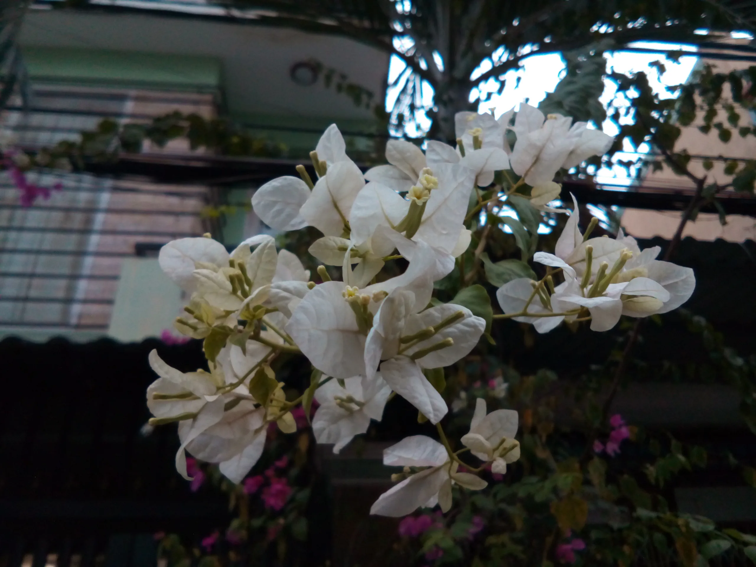 IMG_03102016_172751
