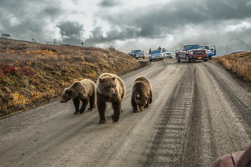 Ba mẹ con nhà gấu gây ra tắc đường ở khu bảo tồn thiên nhiên Park Road, Alaska