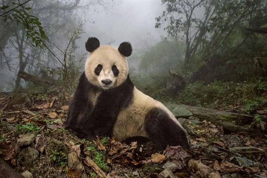 Ye Ye, một con gấu trúc khổng lồ 16 năm tuổi đang thư giãn trong khu bảo tồn động vật hoang dã thuộc Khu bảo tồn thiên nhiên Ngọa Long, Trung Quốc