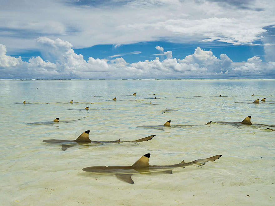 Thơ thẩn trong inches nước ấm, cá mập vây đen chờ đợi cho thủy triều để đổ nước vào đầm phá ở Seychelles 'Aldabra Atoll.Những chú cá mập vây đen thơ thẩn trong làn nước ấm để đợi thủy triều ở đảo Aldabra - đảo san hô lớn thứ 2 thế giới thuộc Ấn Độ Dương. Nơi đây chưa có người ở vì bị thiên nhiên cô lập, đây là một trong những nơi hiếm hoi trên trái đất chưa bị ảnh hưởng bởi bàn tay con người