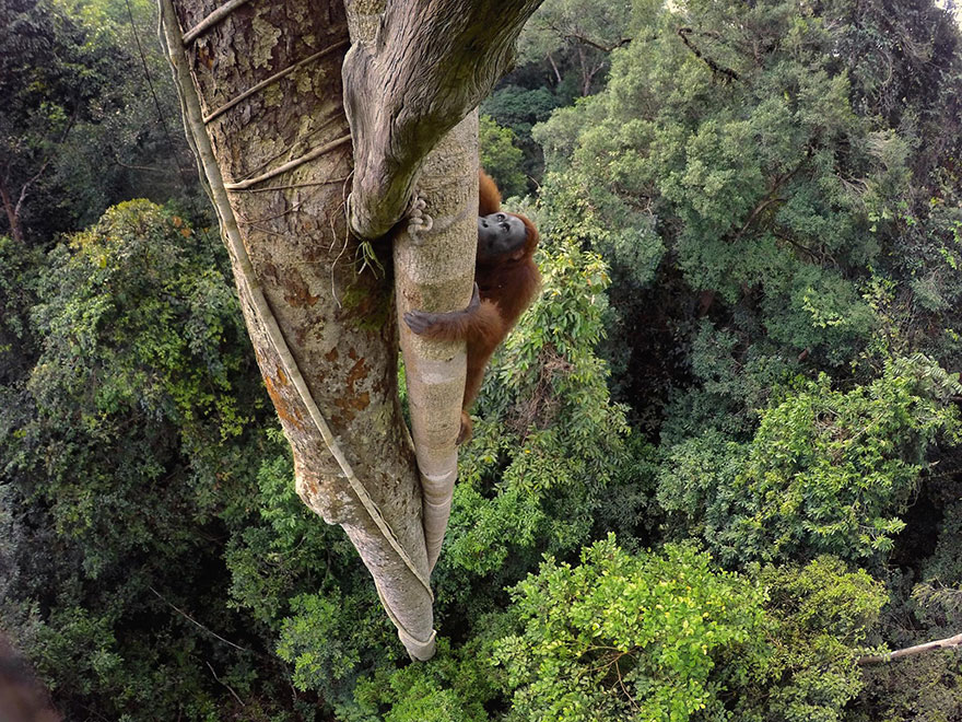 Bị hấp dẫn bởi những quả vả thơm ngon, một chú đười ươi Borneo vượt qua tán lá, trèo lên thân cây cao hơn 30m để hái quả. Đười ươi là loài động vật sống trên cây lớn nhất thế giới, với con đực có thể nặng tới hơn 90kg