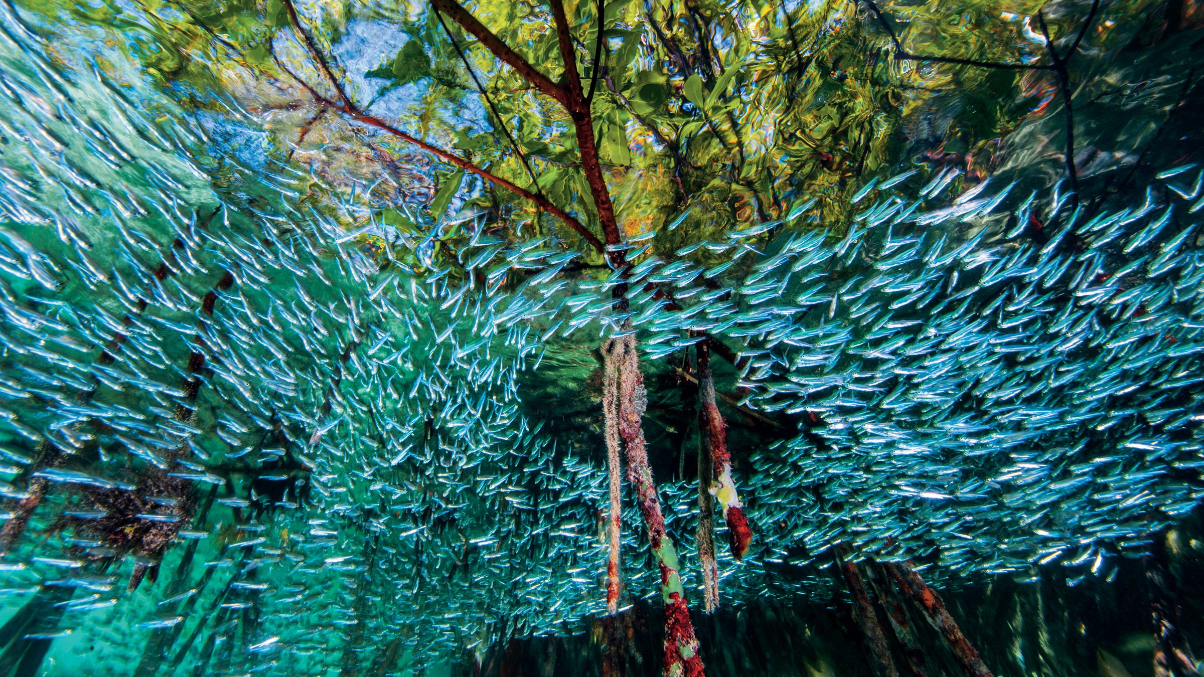 Hàng nghìn con các bạc má tạo thành vòng xoáy ở các rặng san hô tại rừng ngập mặn ở Cuba. Loài cá có kích thước chỉ bằng ngón tay có tập tính này để gây hoang mang cho những con cá săn mồi.
