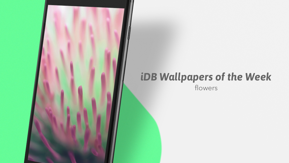Wallpapers đẹp cho iDevices: Chủ đề tuần này là về Hoa