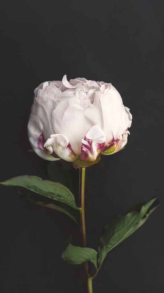 flower-white-dark-nature-34-iphone6-plus-wallpaper-576x1024