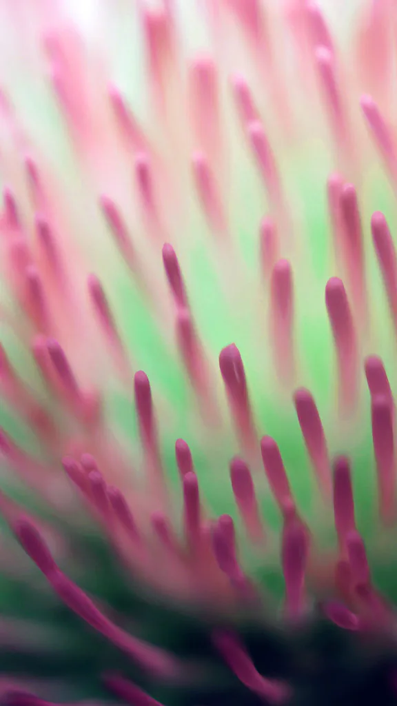 flower-zoom-inside-pink-red-pattern-34-iphone6-plus-wallpaper-576x1024