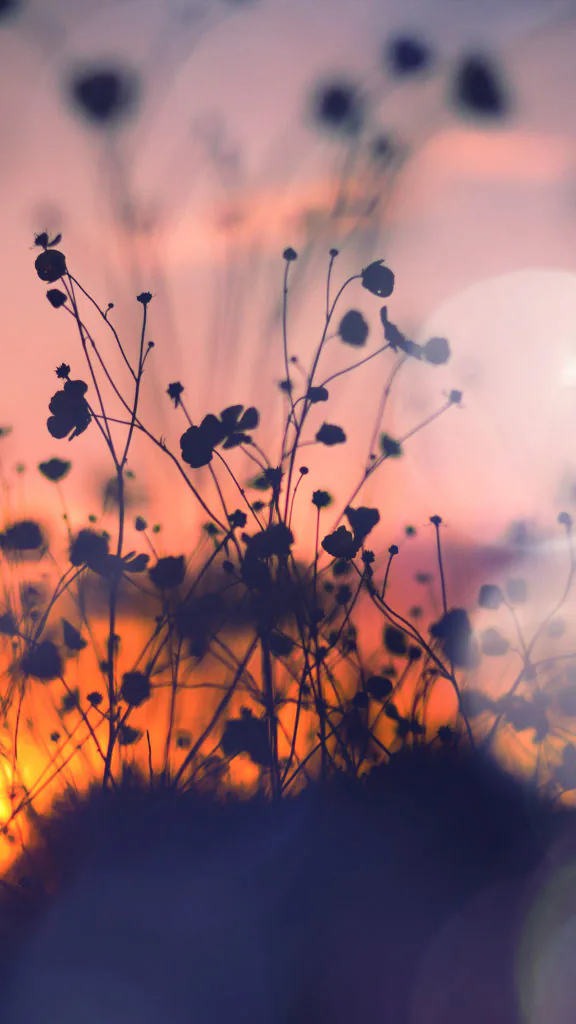 night-nature-flower-sunset-dark-shadow-red-flare-34-iphone6-plus-wallpaper-576x1024