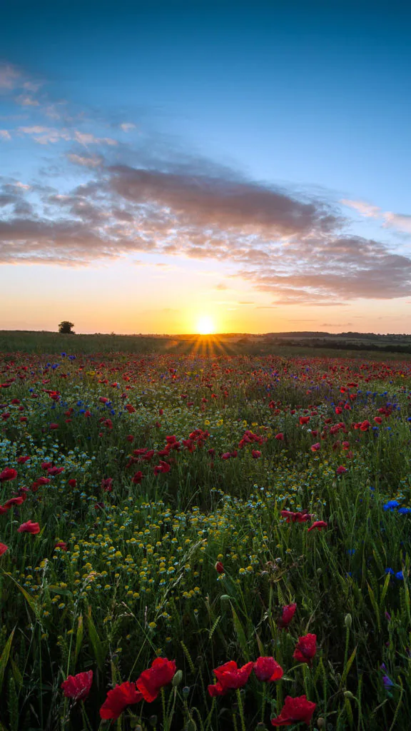 sunset-flower-nature-color-sky-34-iphone6-plus-wallpaper-576x1024