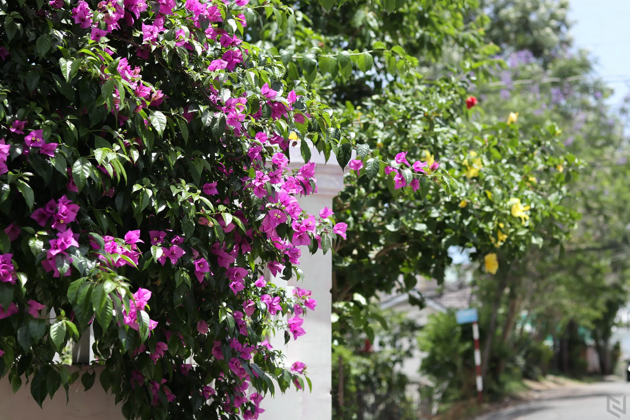 50mm - Tốc 1/800 - Khẩu f/3.5 - ISO 100