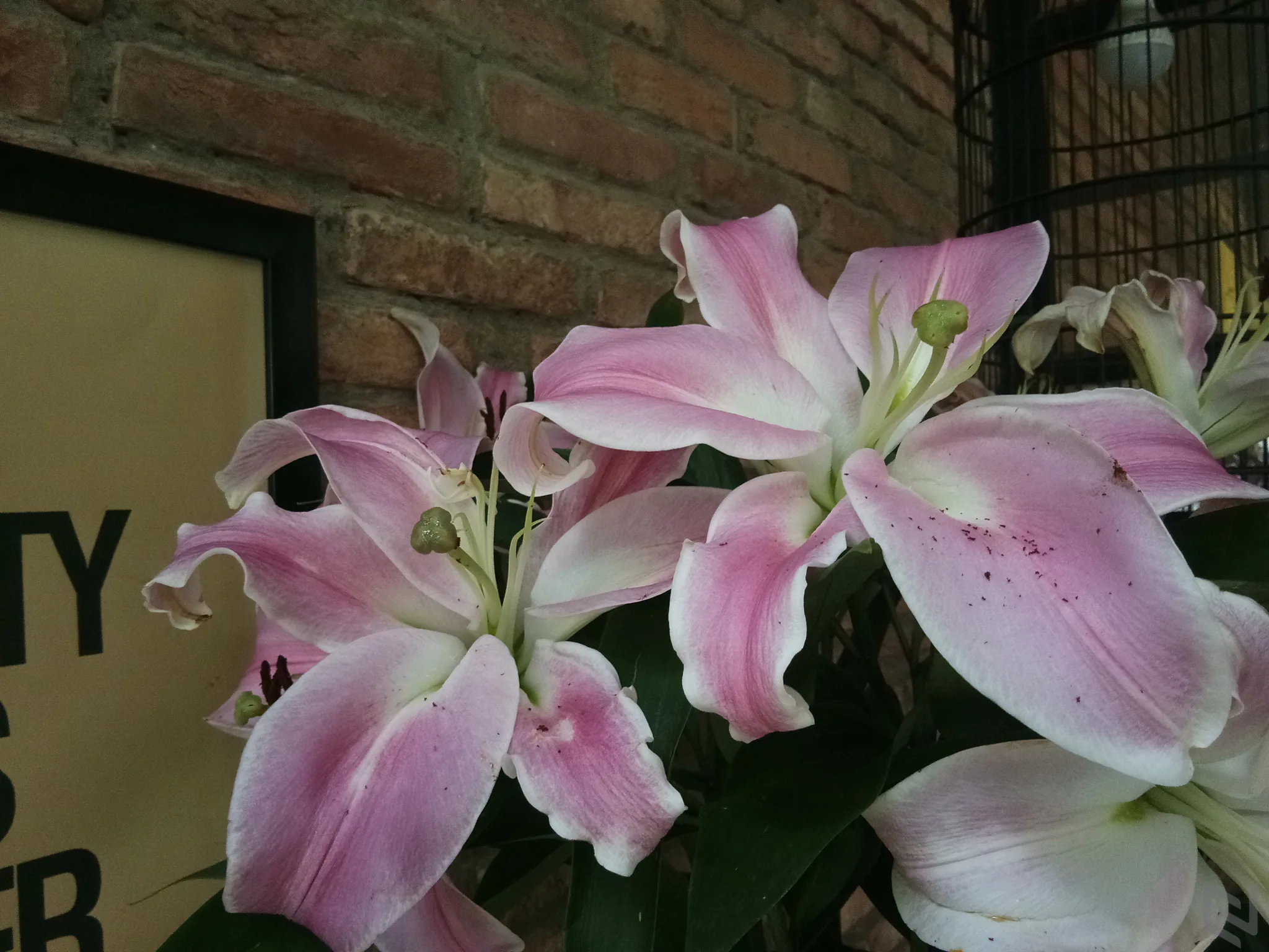 Đánh giá Vivo V5s: Còn gì hay ngoài camera Selfie 20MP?