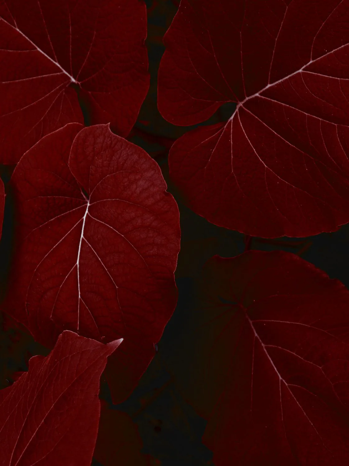 Wallpapers đẹp cho iDevice: Hình nền iPad Pro mới