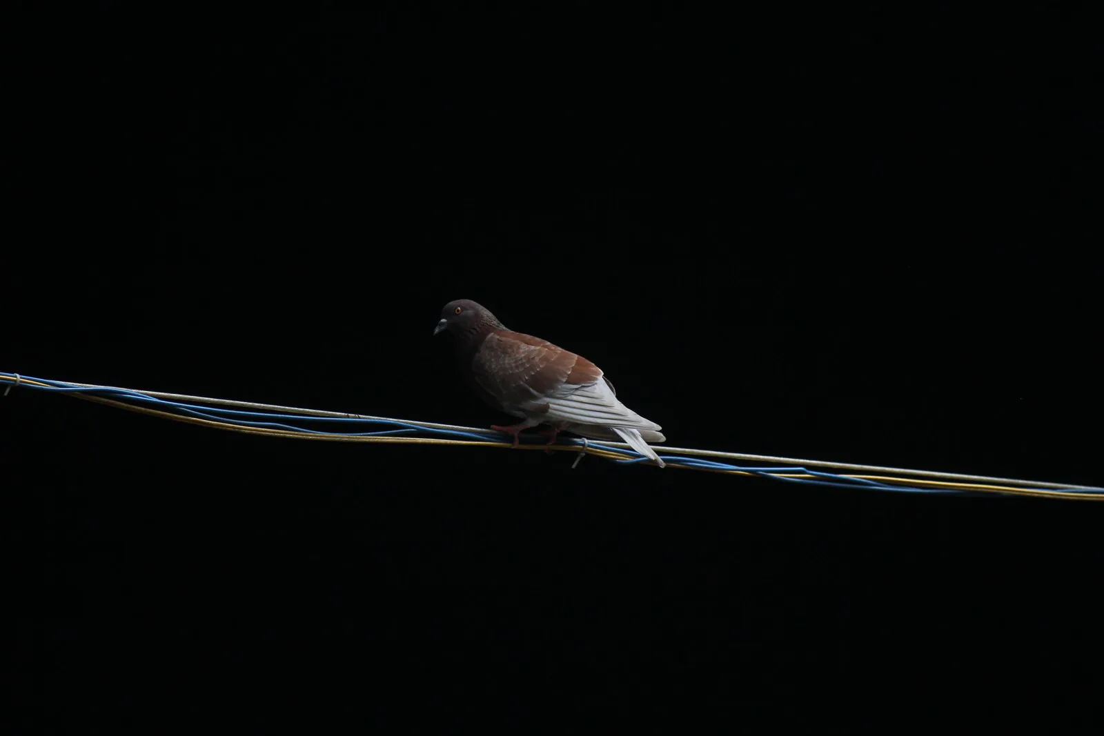 Kết quả cuộc thi sáng tác ảnh nhanh Canon PhotoMarathon tại TP. Hồ Chí Minh