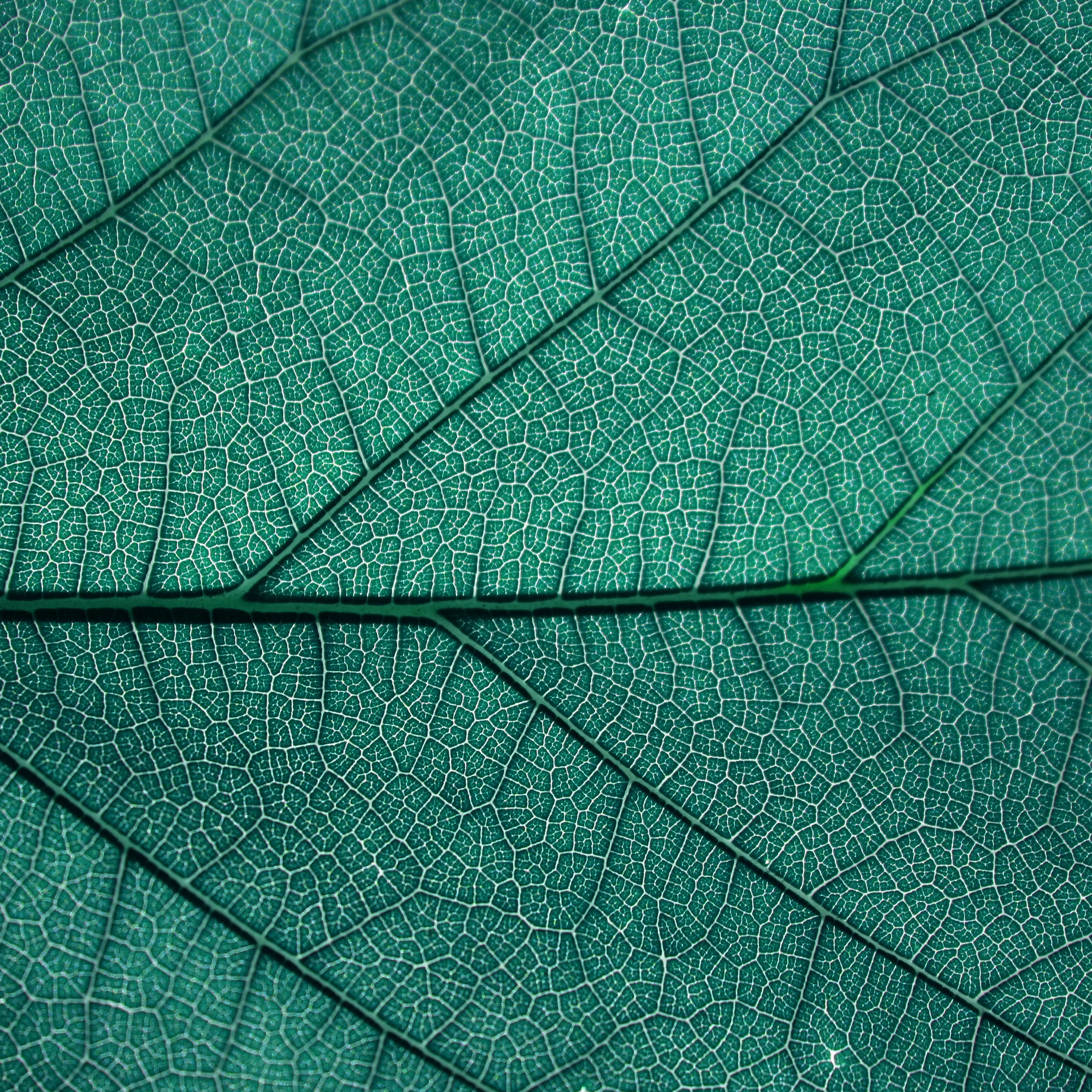 Ảnh nền đẹp, chất lượng cao: "Texture"