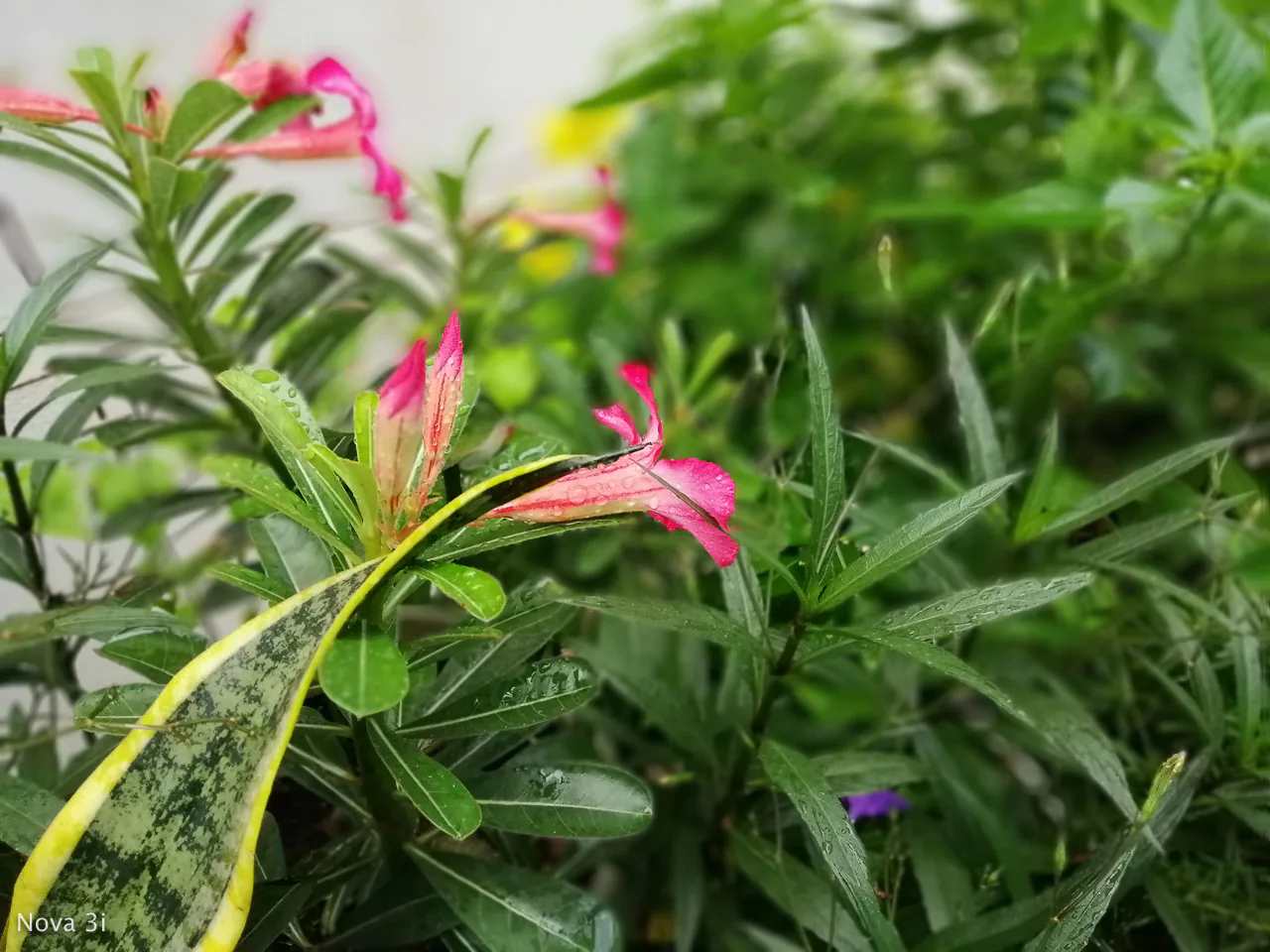 So sánh camera Samsung Galaxy J8 và Huawei Nova 3i