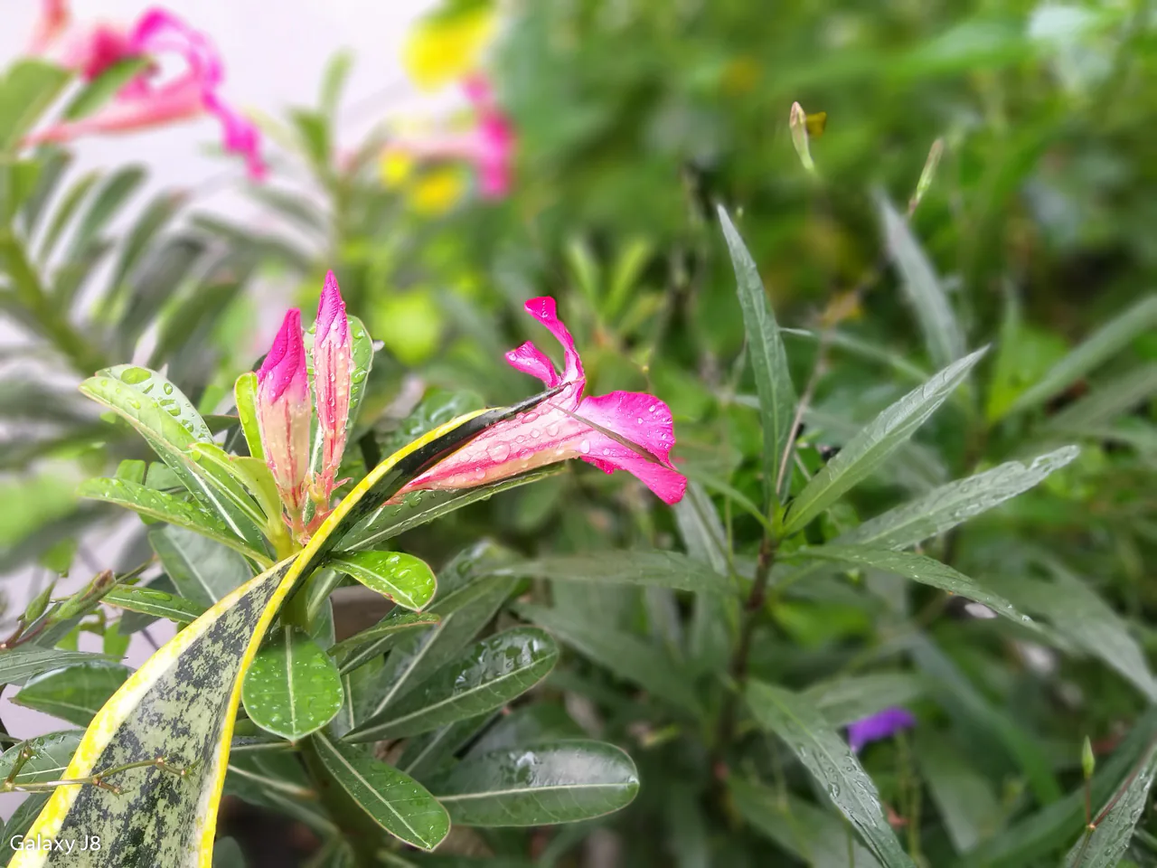 So sánh camera Samsung Galaxy J8 và Huawei Nova 3i