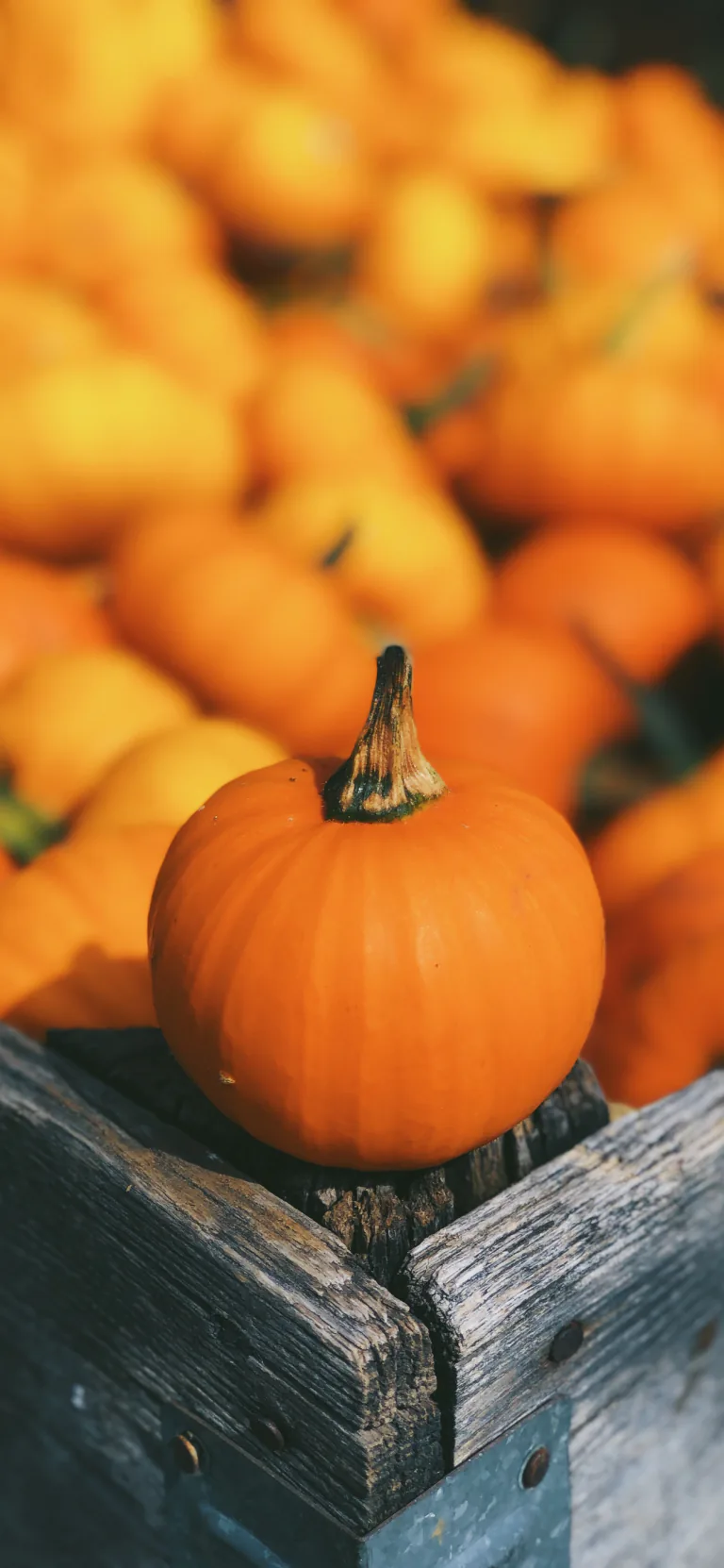 Ảnh nền đẹp chất lượng cao: Bí ngô và Halloween