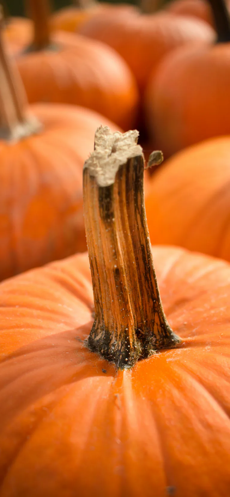 Ảnh nền đẹp chất lượng cao: Bí ngô và Halloween