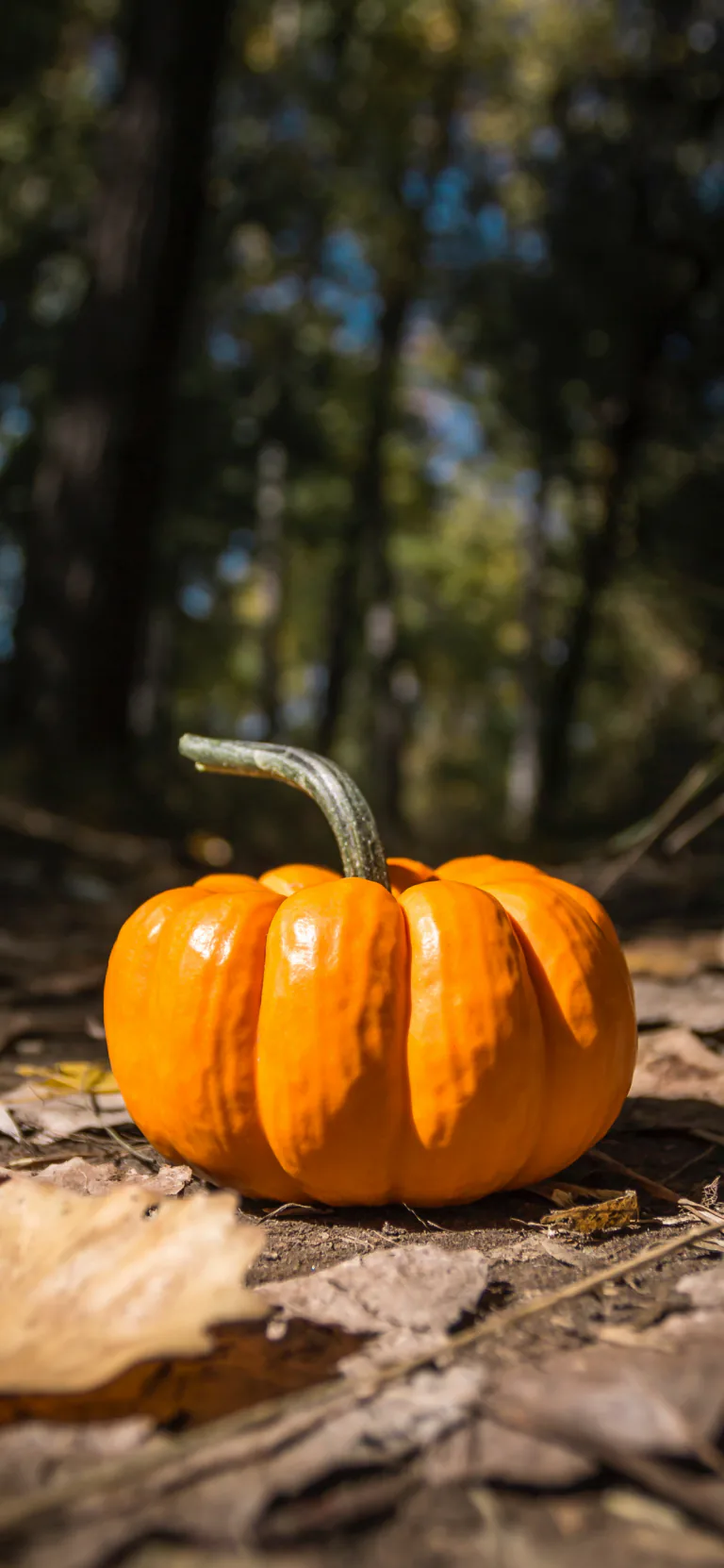 Ảnh nền đẹp chất lượng cao: Bí ngô và Halloween
