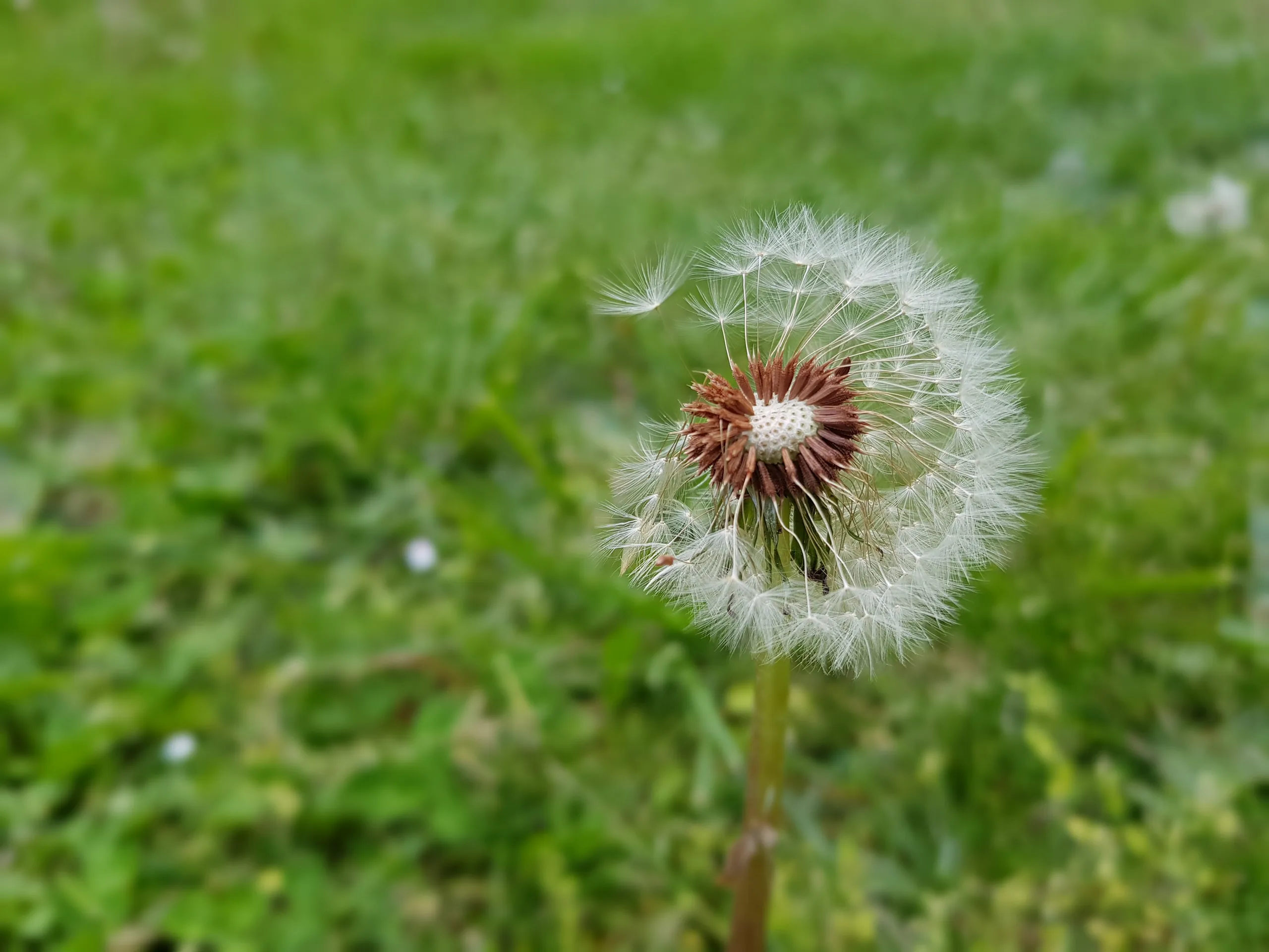 google photos