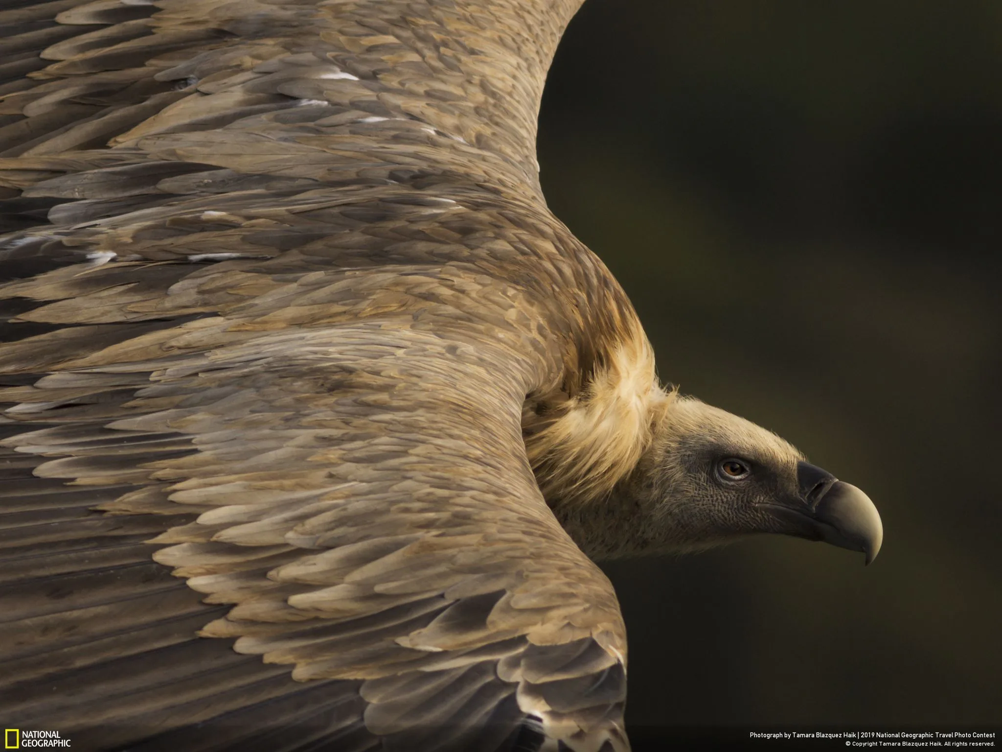 Ngắm nhìn những bức ảnh đoạt giải cuộc thi ảnh 2019 Travel Photographer of the Year được National Geographic bầu chọn