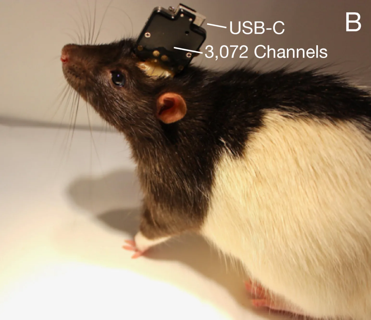 neuralink