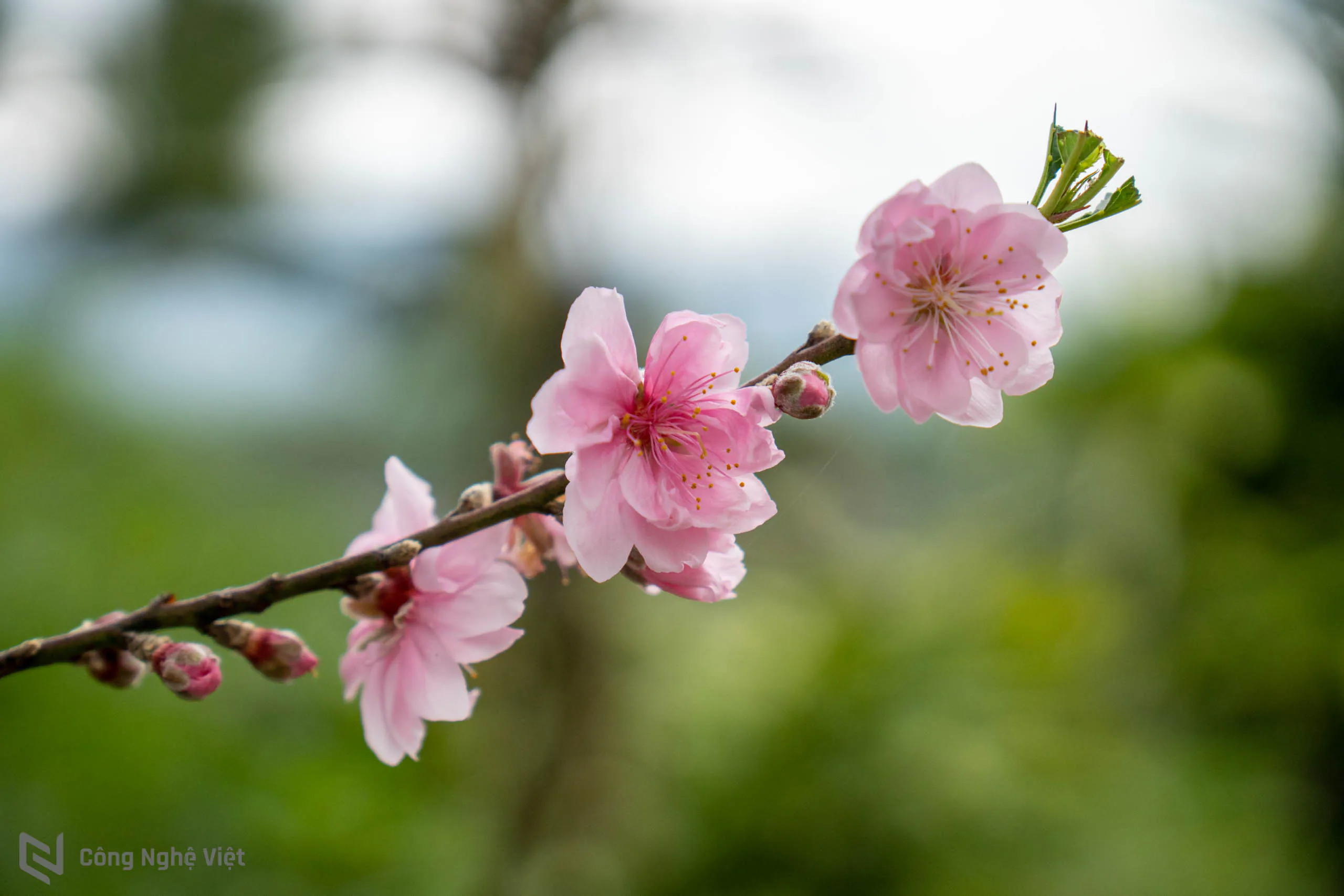 Trải nghiệm ống kính Sony E 16-55mm F2.8 G: King of Crop Lens xuất hiện