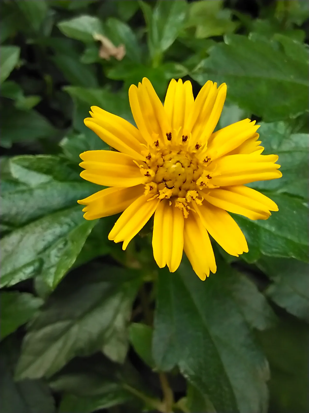 Đánh giá vivo S1 Pro: Thiết kế độc đáo với "camera kim cương", cấu hình mạnh, pin khủng