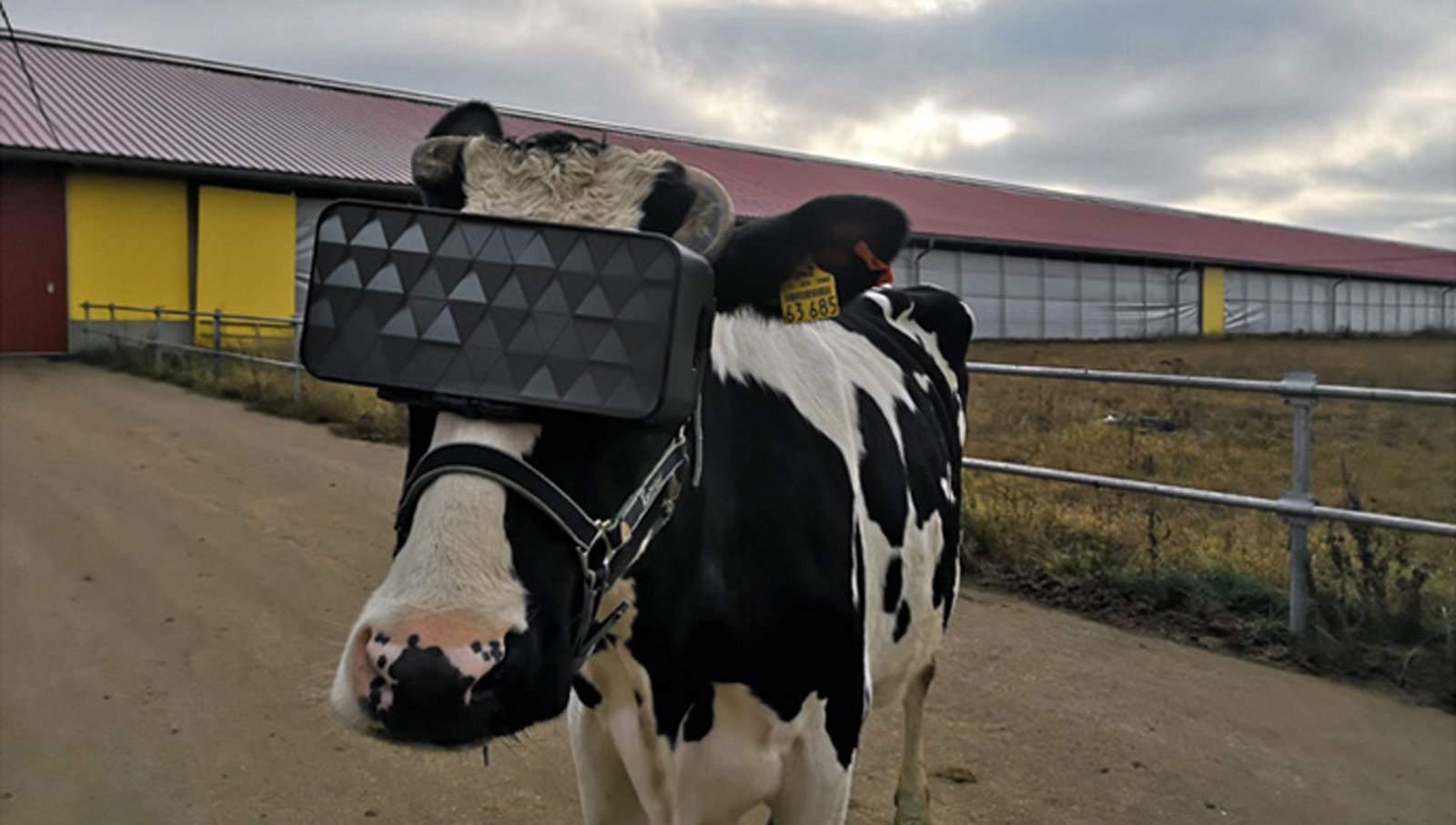 Cho bò sử dụng kính thực tế ảo để tăng sản lượng sữa