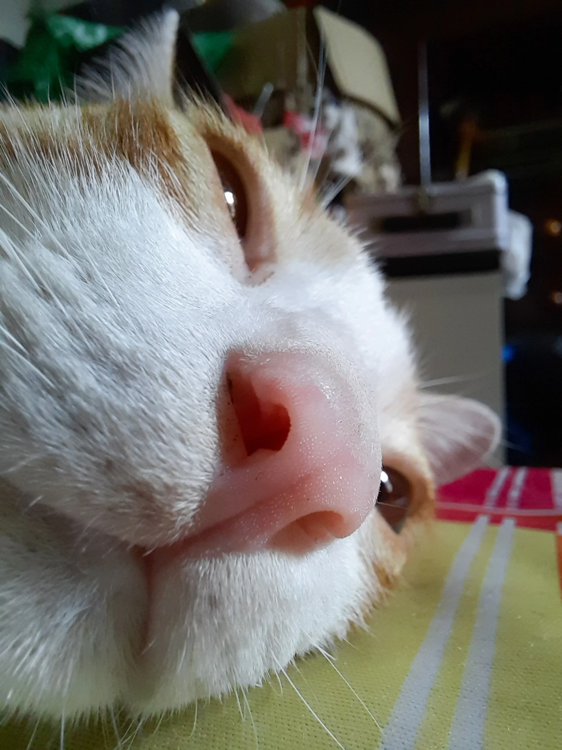 Trải nghiệm hiệu năng và camera Macro trên Galaxy A51: Những nâng cấp đáng giá