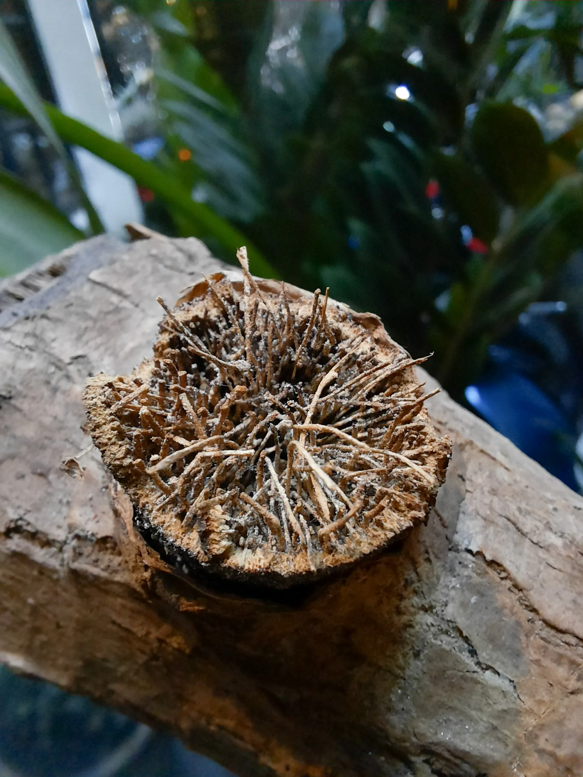 Trải nghiệm hiệu năng và camera Macro trên Galaxy A51: Những nâng cấp đáng giá