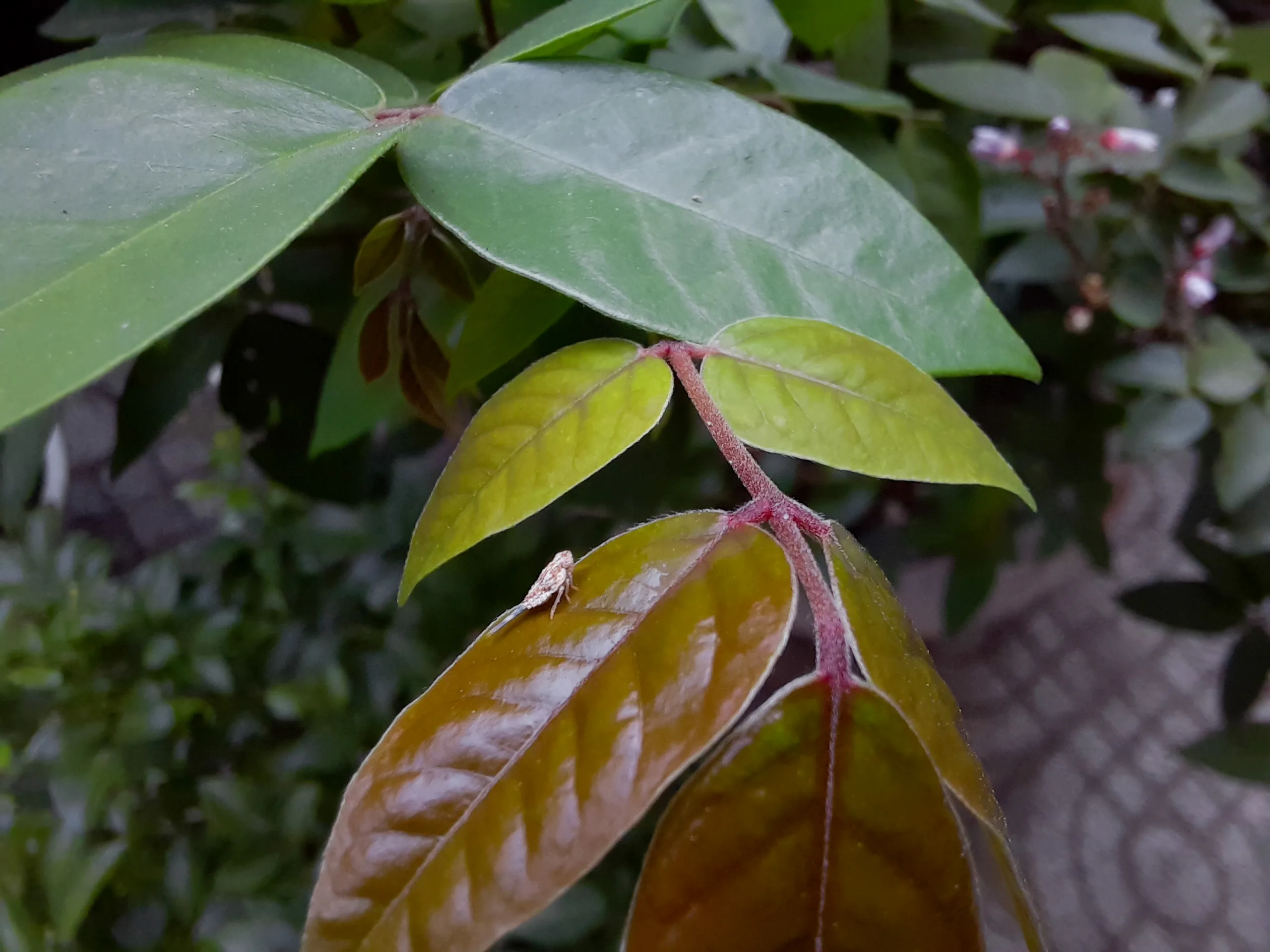 Trải nghiệm hiệu năng và camera Macro trên Galaxy A51: Những nâng cấp đáng giá