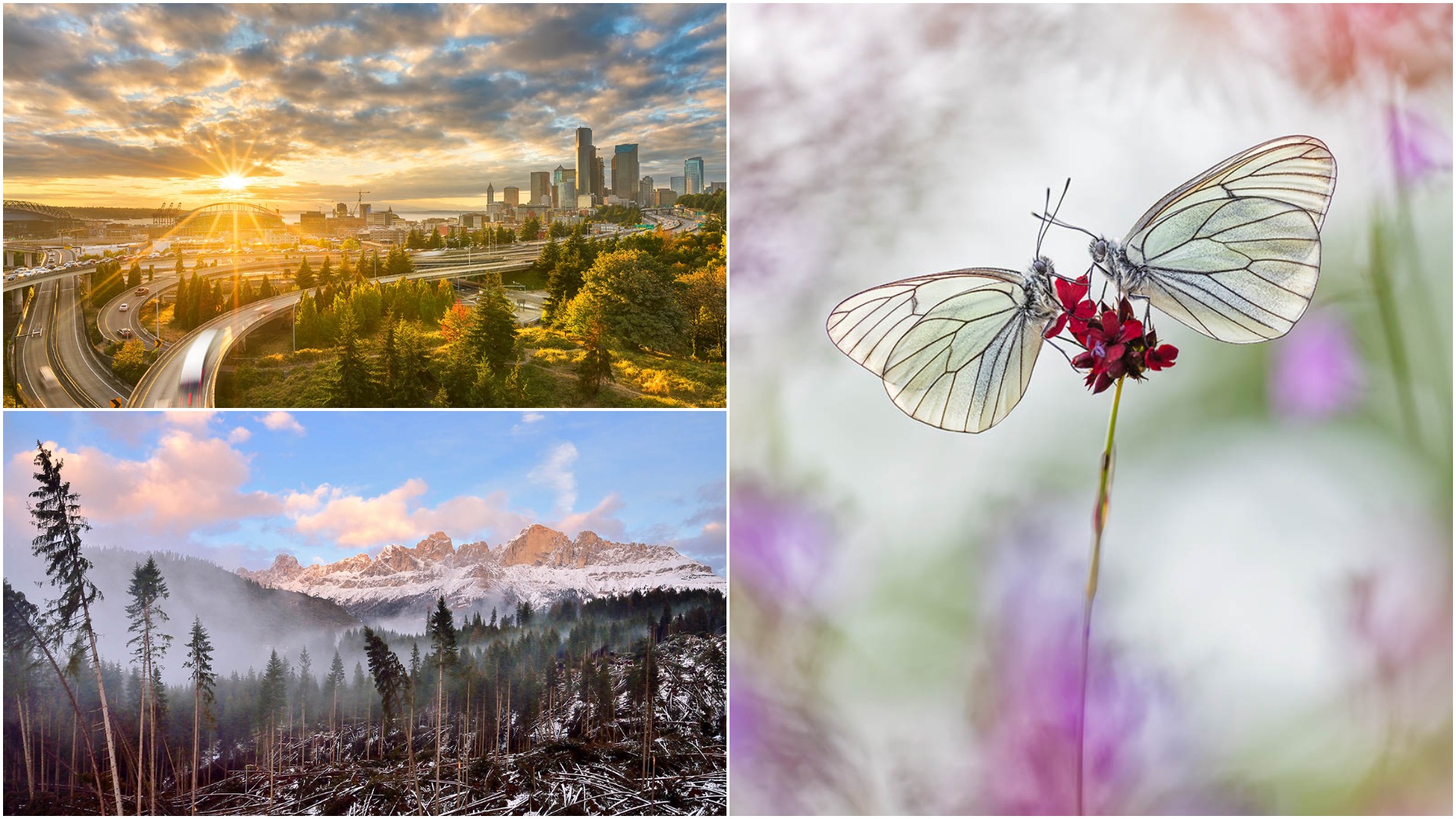 Những bức ảnh đẹp đoạt giải trong cuộc thi International Garden Photographer of the Year