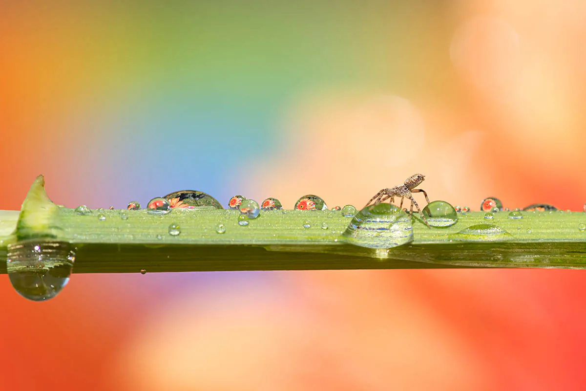 Những bức ảnh đẹp đoạt giải trong cuộc thi International Garden Photographer of the Year