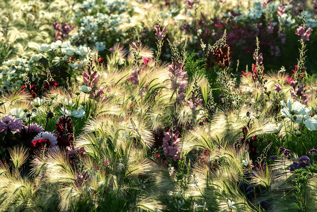Những bức ảnh đẹp đoạt giải trong cuộc thi International Garden Photographer of the Year