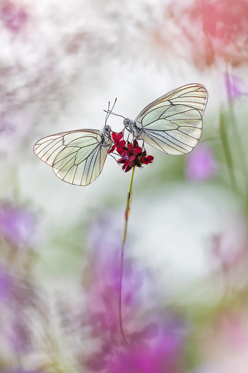 Những bức ảnh đẹp đoạt giải trong cuộc thi International Garden Photographer of the Year