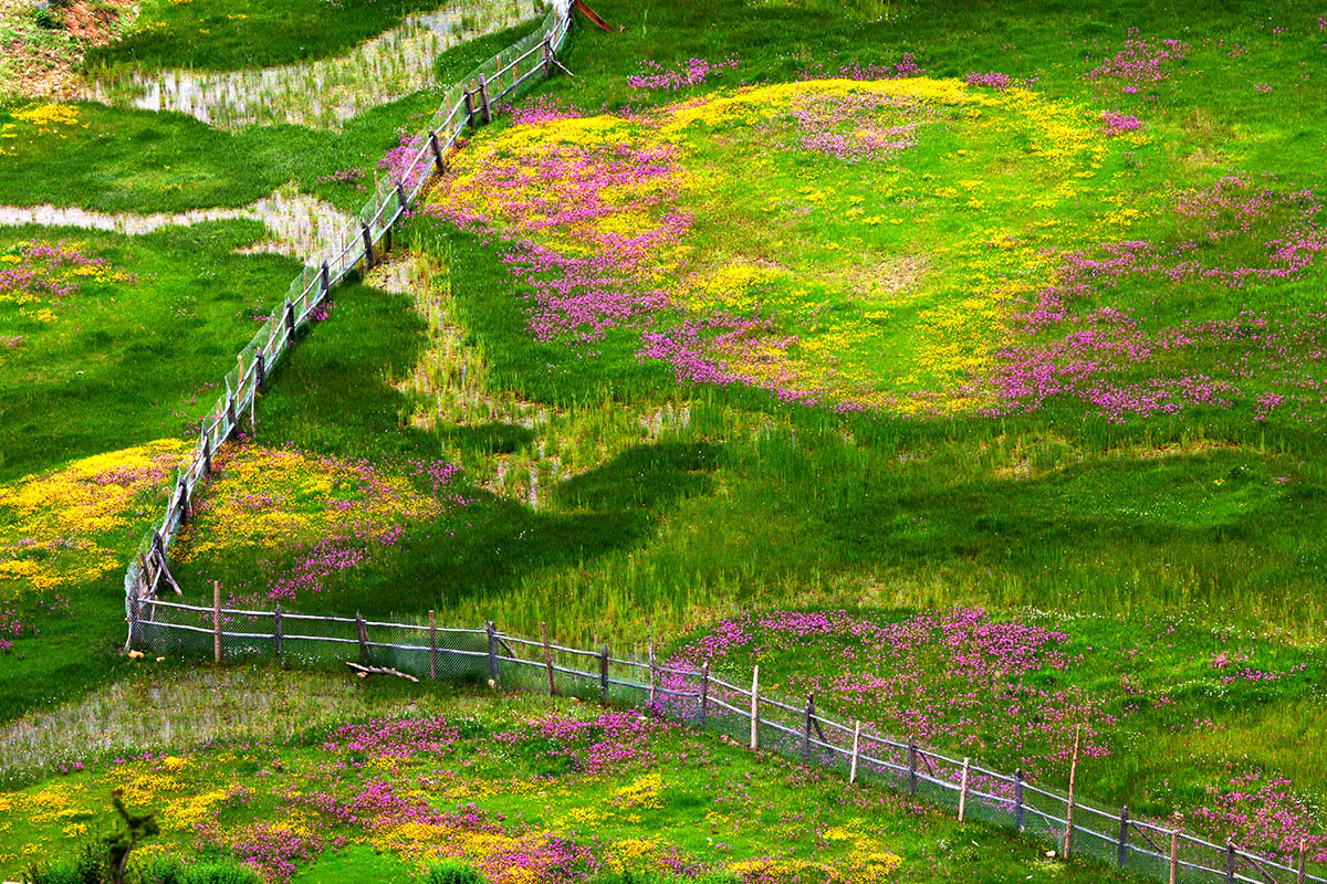 Những bức ảnh đẹp đoạt giải trong cuộc thi International Garden Photographer of the Year