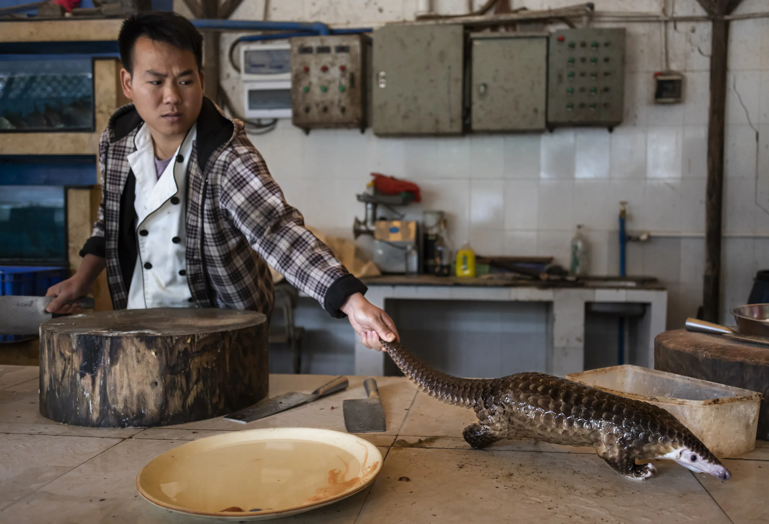 Những bức ảnh thắng giải cuộc thi World Press Photo 2020