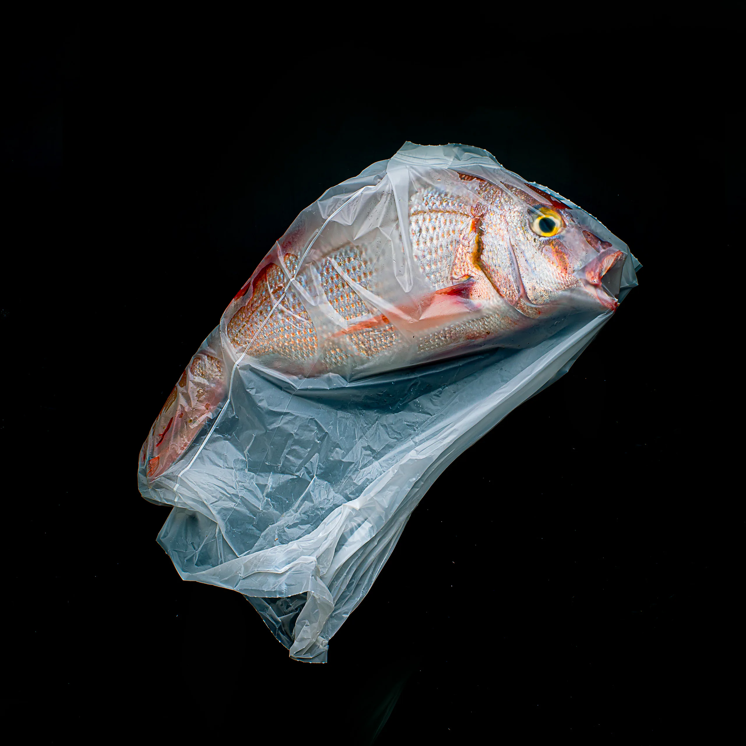 Các bức ảnh ấn tượng từ cuộc thi Sony World Photography Awards Open Competition 2020