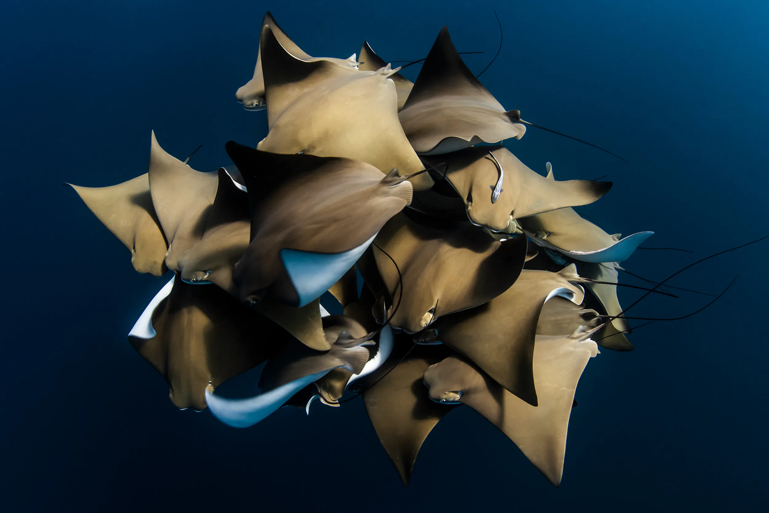 Các bức ảnh ấn tượng từ cuộc thi Sony World Photography Awards Open Competition 2020