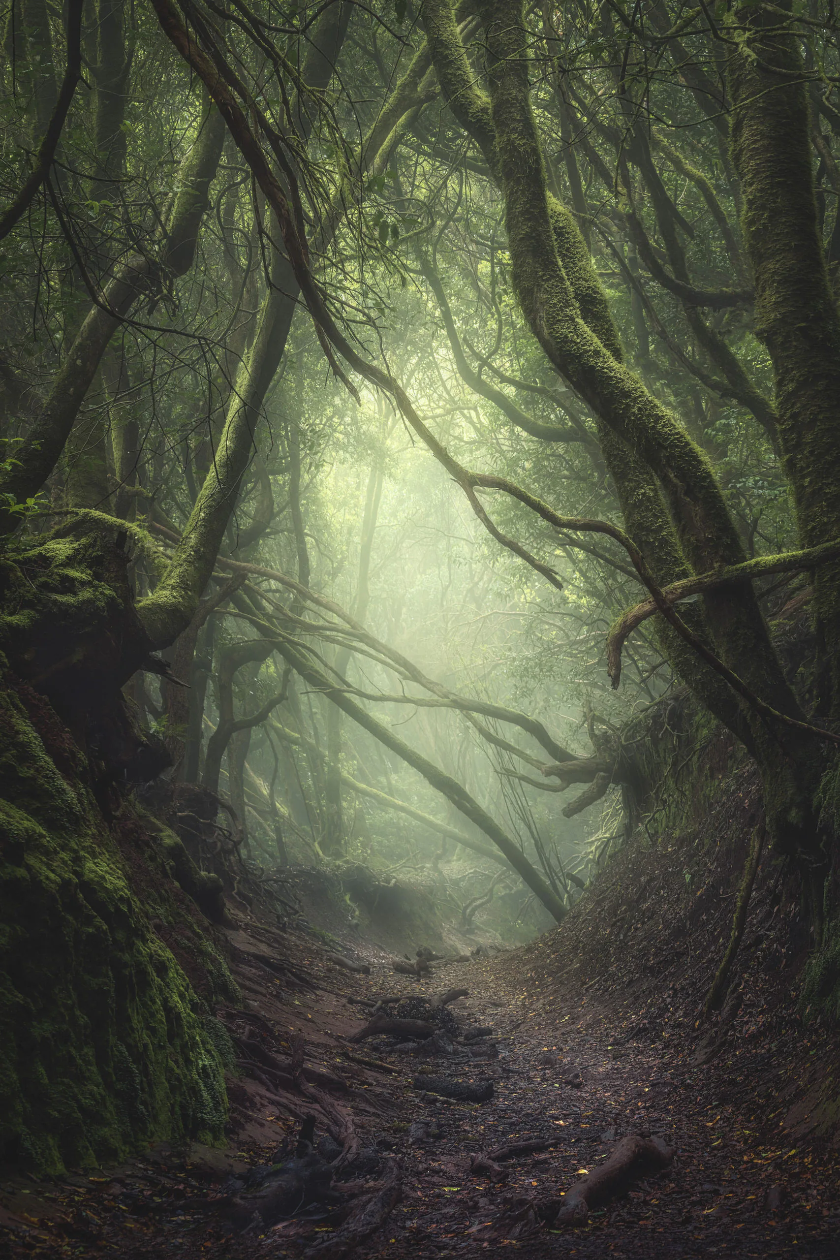 Các bức ảnh ấn tượng từ cuộc thi Sony World Photography Awards Open Competition 2020