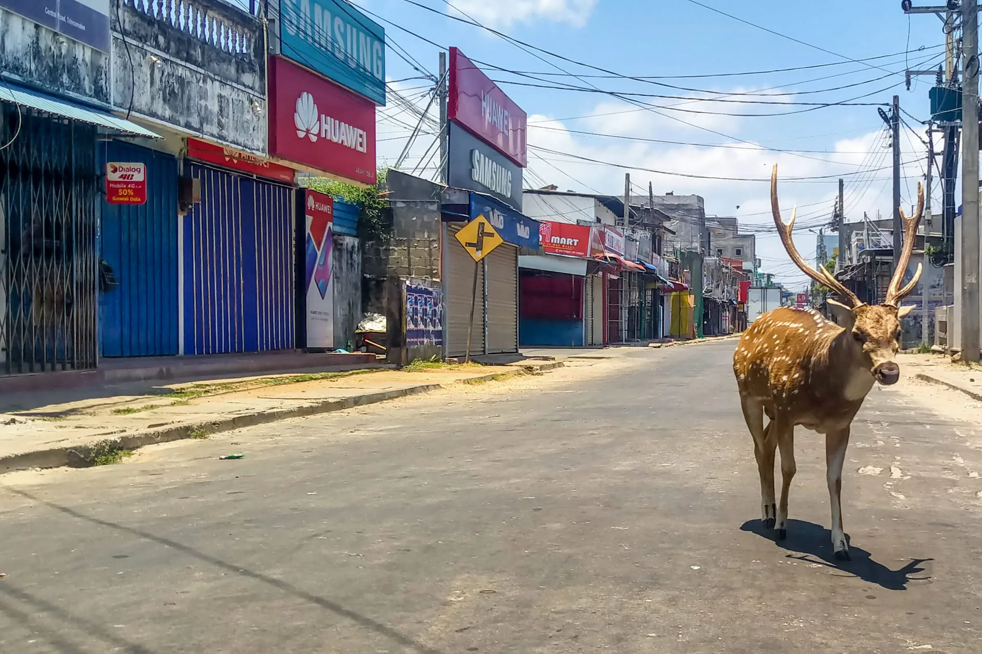 Con người thực hiện cách ly xã hội, thú hoang bắt đầu xuất hiện nhiều hơn trên đường phố