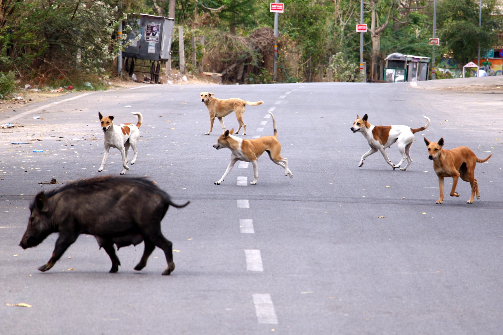 Con người thực hiện cách ly xã hội, thú hoang bắt đầu xuất hiện nhiều hơn trên đường phố