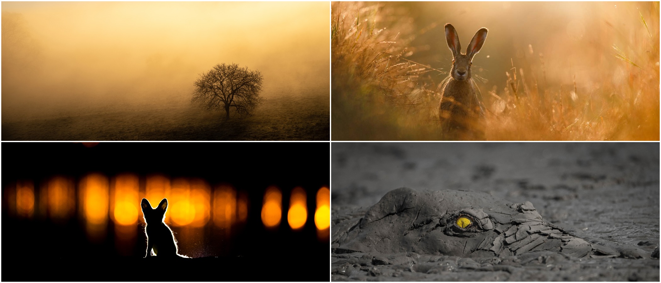 Những bức ảnh chiến thắng và lọt vào chung kết cuộc thi Nhiếp ảnh gia Thiên nhiên của năm 2020