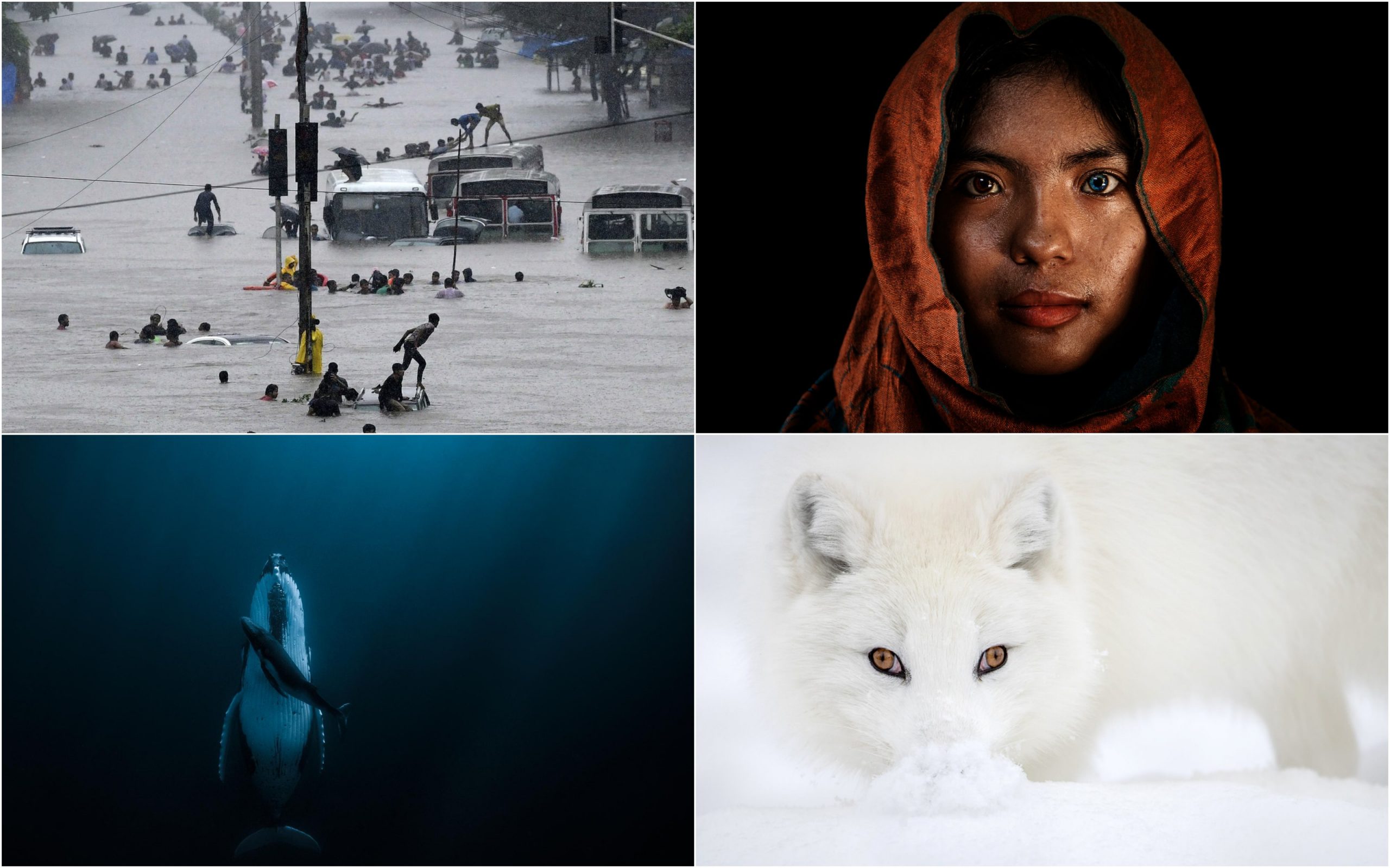 Những bức ảnh xuất xắc đoạt giải thưởng HIPA trong chủ đề “Water”