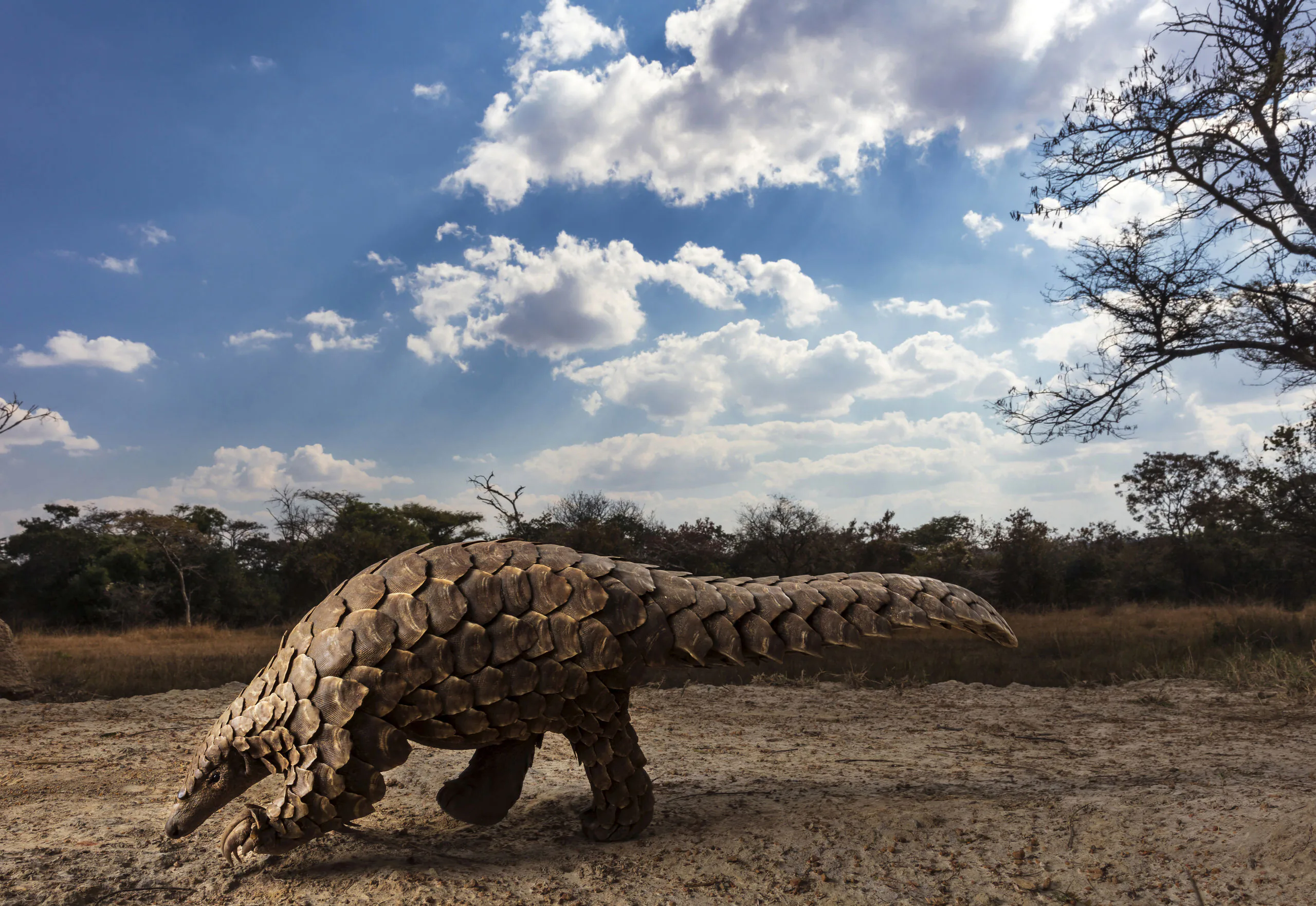 Những bức ảnh đoạt giải Sony World Photography Awards 2020