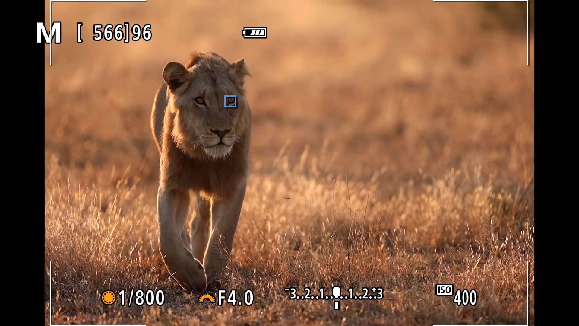 Nhiếp ảnh gia hoang dã ấn tượng với hệ thống lấy nét tự động mắt động vật từ Canon EOS R5